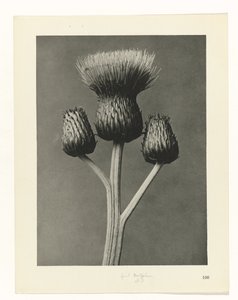 Plantstudie Urformen der Kunst (serietitel)