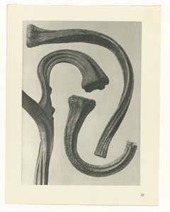 Plantstudie Urformen der Kunst (serietitel) door Karl Blossfeldt