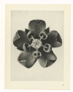Plantstudie Urformen der Kunst (serietitel) door Karl Blossfeldt