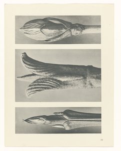 Plantstudie Urformen der Kunst (serietitel)