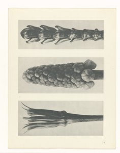 Plantstudie (Urformen der Kunst)