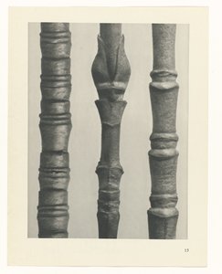 Plantstudie (Urformen der Kunst)