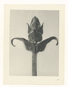 Plantstudie (Urformen der Kunst) door Karl Blossfeldt