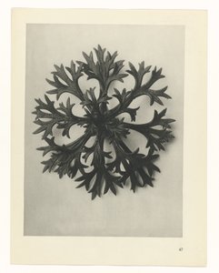 Plantstudie (Urformen der Kunst) door Karl Blossfeldt