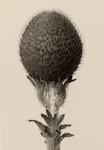 [Doornig bolgewas] door Karl Blossfeldt