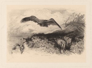 Adelaar in Vlucht