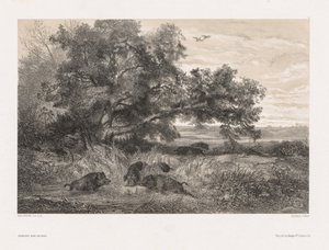 Dieren en landschap naar de natuur: Wild zwijn in een vijver, ca. 1850 door Karl Bodmer