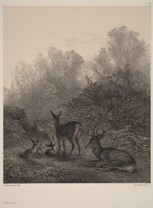 Rustende hinden door Karl Bodmer