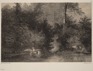 Eenden door Karl Bodmer