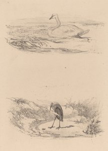 Zwaan, reiger door Karl Bodmer