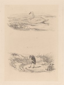 Zwaan, reiger door Karl Bodmer
