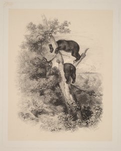  door Karl Bodmer