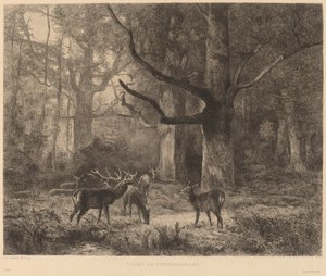 Bos van Fontainebleau