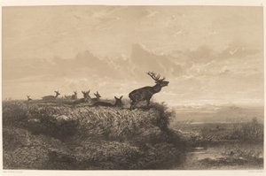 Le Matin. Hert en Hinden door Karl Bodmer
