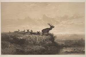 De ochtend. Hert en hinden door Karl Bodmer