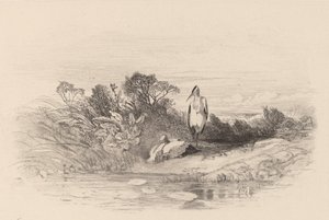 Les Deux Herons door Karl Bodmer