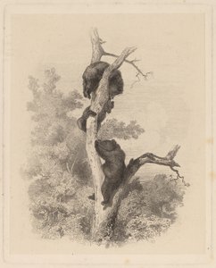 Les Ours (De beren)