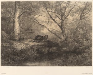 Wilde zwijnen