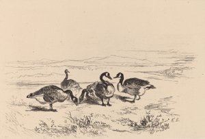 Brandganzen door Karl Bodmer