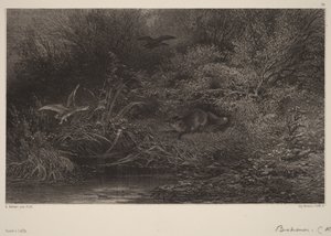 Loerende vos door Karl Bodmer