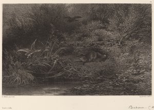 Vos op de loer door Karl Bodmer