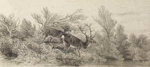 Hert in het bos door Karl Bodmer
