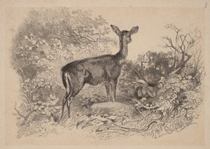  door Karl Bodmer