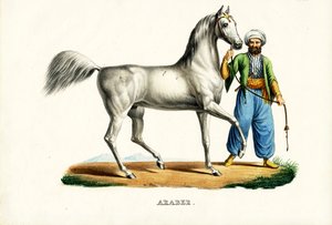 Arabisch Paard, 1824 door Karl Joseph Brodtmann