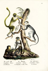 Groene aap, 1824
