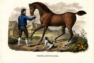 Mecklenburger paard, 1824