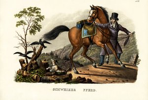 Zwitserse paard, 1824