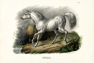 Turks paard, 1824 door Karl Joseph Brodtmann