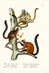 Witvoorhoofdmaki, 1824