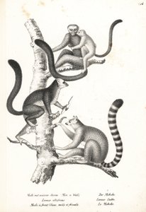 Witkopmaki, Eulemur albifrons, mannetje en vrouwtje, bedreigd 1, en ringstaartmaki, Lemur catta, bedreigd 2. Lithografie door Karl Joseph Brodtmann uit Heinrich Rudolf Schinz