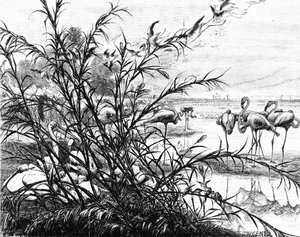 Een parlement van vogels op het Menaleh-meer, 1880 door Karl Wilhelm Gentz