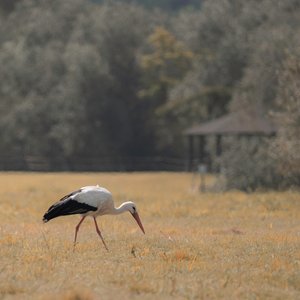 Heron Pagode, 2021 (foto)