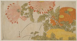 Chrysanten door Katsukawa Shunsho