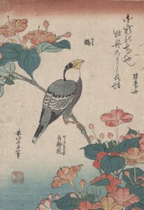 Grosbeak op Mirabilis, uit een ongetitelde serie genaamd Kleine Bloemen