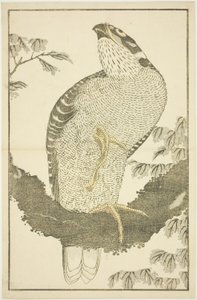 Havik, uit Het Prentenboek van Realistische Schilderijen van Hokusai (Hokusai shashin gafu)