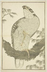 Havik, uit Het Prentenboek van Realistische Schilderijen van Hokusai (Hokusai shashin gafu)