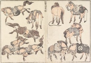 Paarden