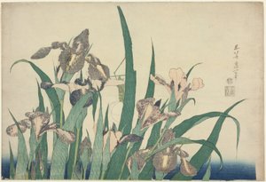 Iris en sprinkhaan, uit een ongetitelde serie van grote bloemen