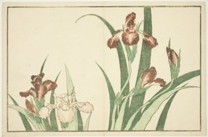 Iris, uit Het Prentenboek van Realistische Schilderijen van Hokusai (Hokusai shashin gafu) door Katsushika Hokusai