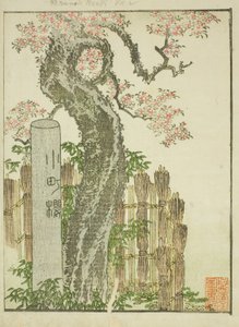 Komachi Kersenboom (Komachi zakura), uit het geïllustreerde boek "Prentenboek van Amusementen van het Oosten (Ehon Azuma asobi)"