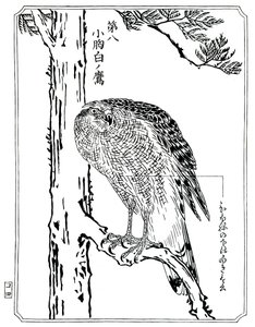 Een havik, 1898