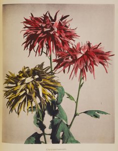 Chrysant door Kazumasa Ogawa