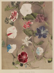 Groep van Morning Glories door Kazumasa Ogawa