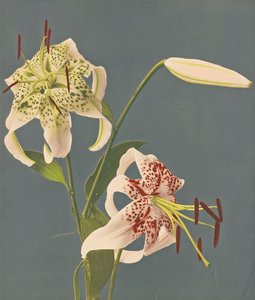 Lelies, 1897