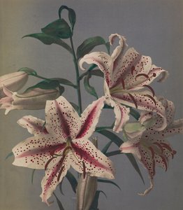Lelie, 1896
