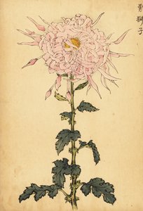 Hybride roze spinchrysant door Keika Hasegawa